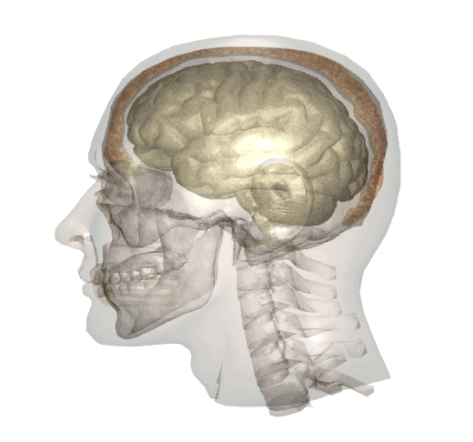 Suffering from a Whiplash Injury? You May Have a Brain Injury