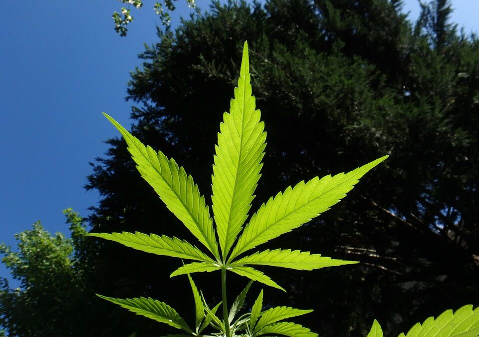 How the Possible Upcoming Legalization of Marijuana May Affect Medical Marijuana Users