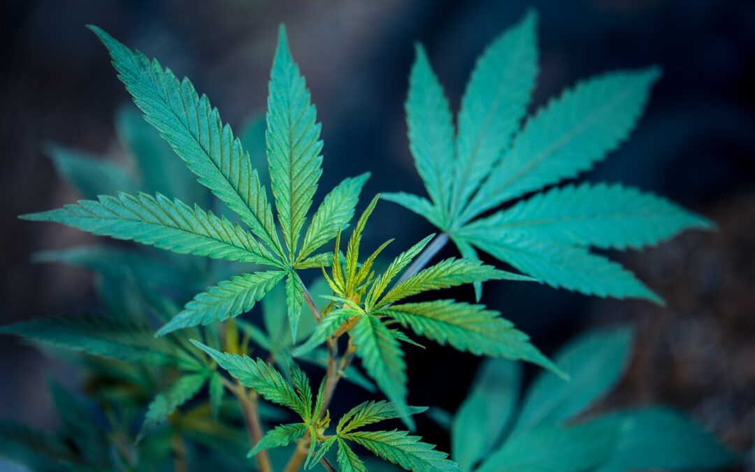 How Past Marijuana Use May Impact Personal injury Claims